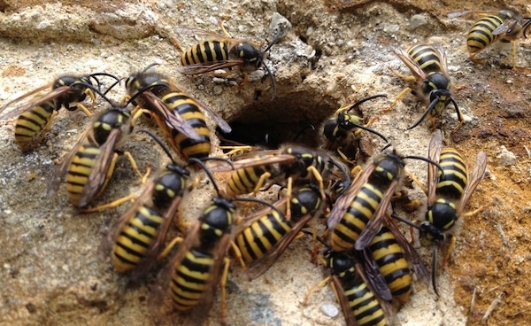 Bee and wasp removal Albury