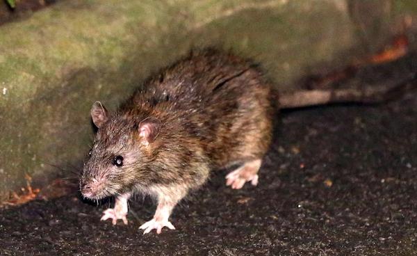 Rat and mice treatment Albury