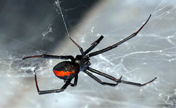 Spider treatment Albury