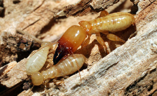 Termite treatment Albury
